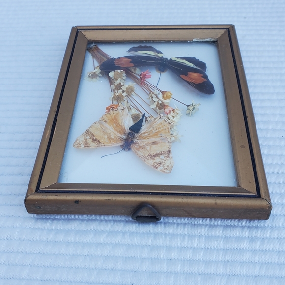 Butterfly Moth Taxidermy Framed Art 5"x4" Gallery Wall Vintage Wood Glass - Picture 6 of 7